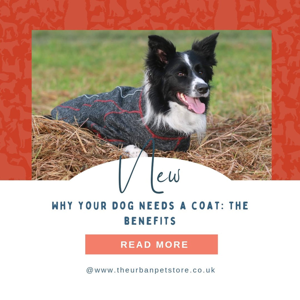 Why Your Dog Needs a Coat: The Benefits - The Urban Pet Store