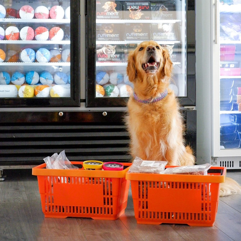 A golden retriever sat in front of a double freezer at The Urban Pet Store with two baskets of raw dog food