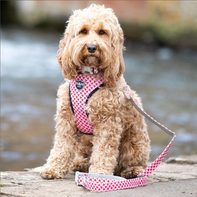 Hugo & Hudson Pink Watermelon Dog Harness - The Urban Pet Store - Dog Apparel