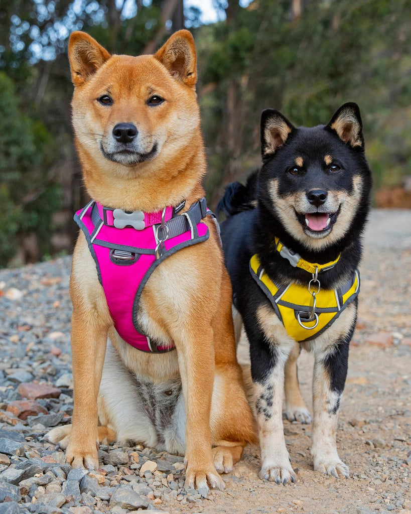 Red Dingo Padded Harness, Pink - The Urban Pet Store -