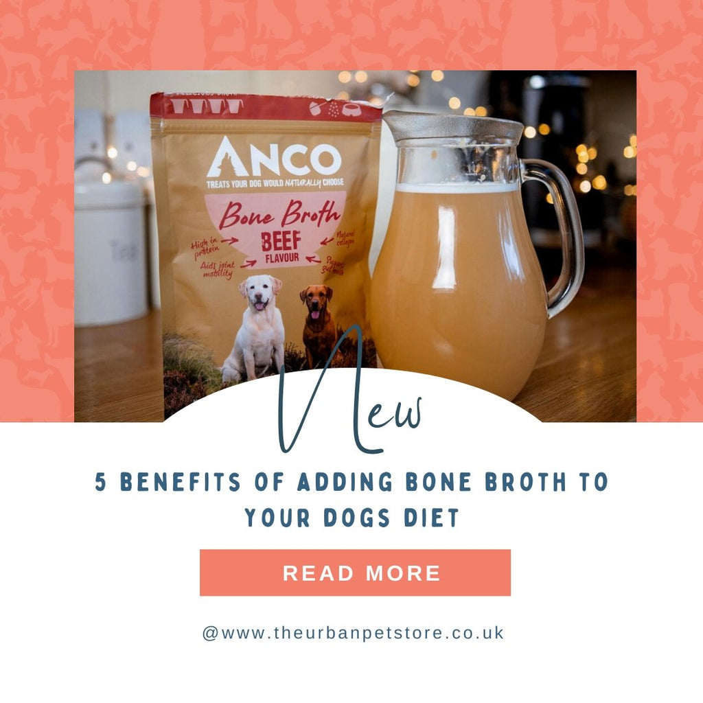 Bone broth for dogs: 5 benefits of adding this nutrient-rich liquid to your furry friend's diet - The Urban Pet Store