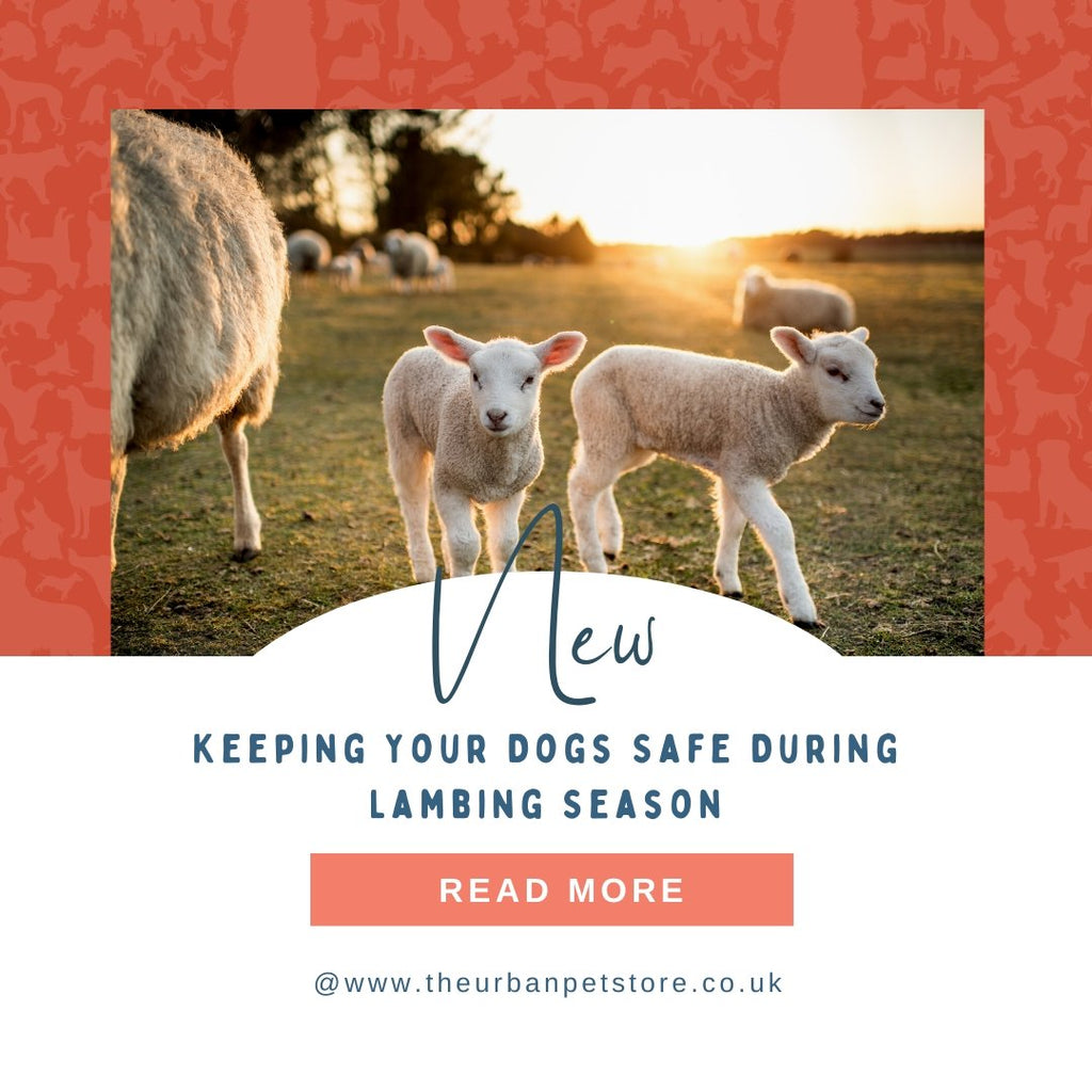 Keeping Your Dog Safe During Lambing Season - The Urban Pet Store