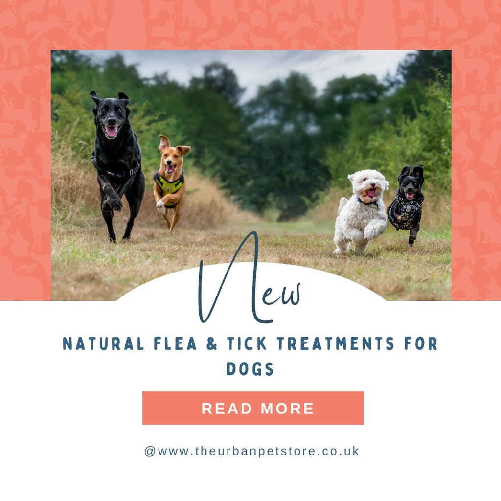 Natural Flea and Tick Treatments for Dogs - The Urban Pet Store