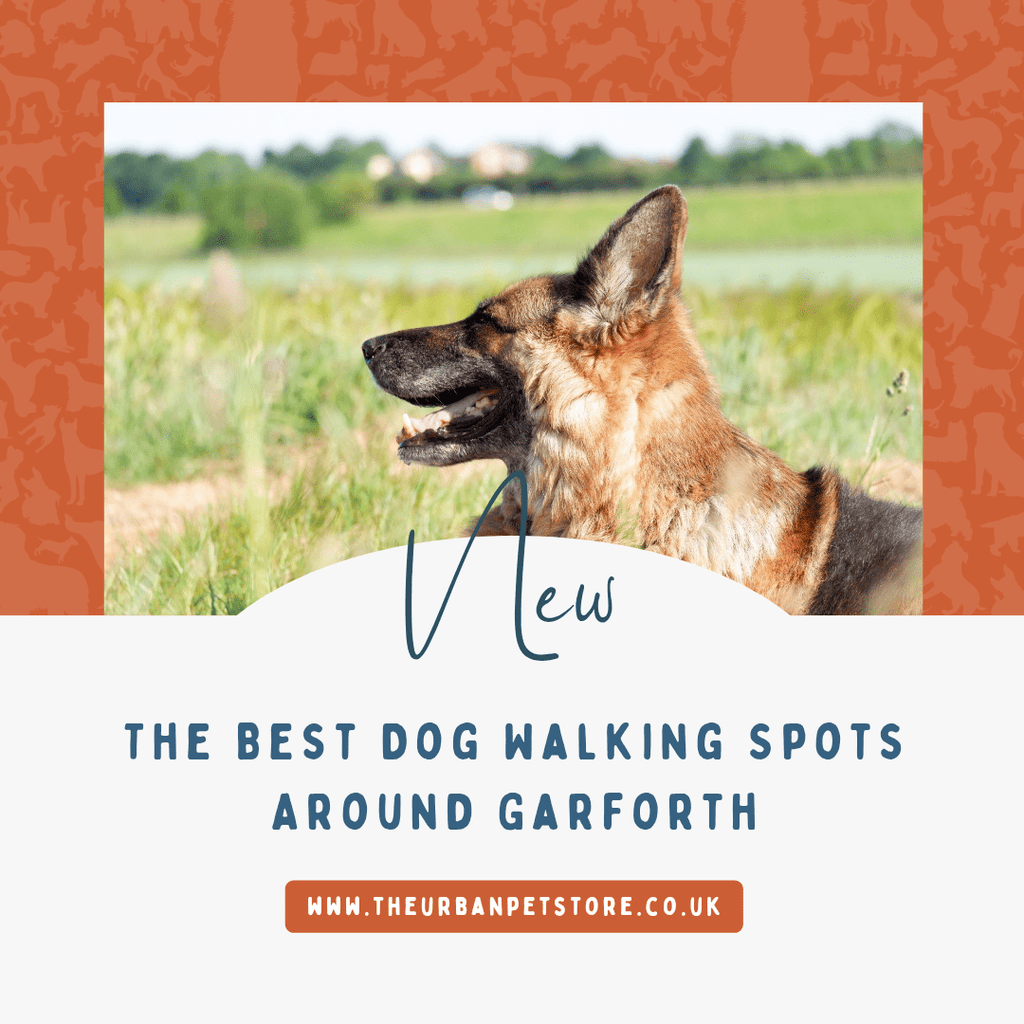Pawfect Walks: The Best Dog Walking Spots Around Garforth (Leeds, West Yorkshire) - The Urban Pet Store