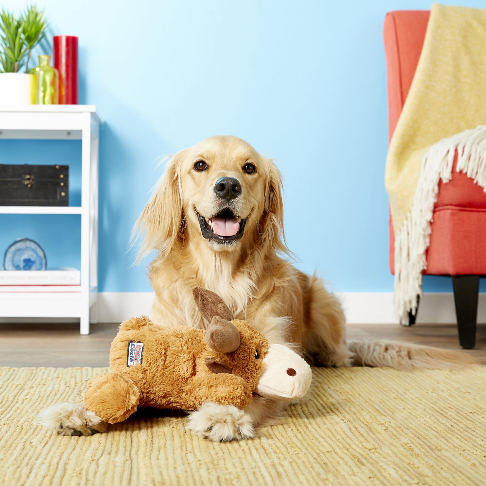A happy golden retriever lies on a yellow rug in a room with a blue wall. In front is the KONG Marvin Moose Toy. To the left is a white shelf holding books and a plant, and to the right is a red chair with a yellow blanket.