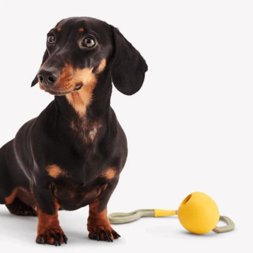 Beco Natural Rubber Slinger Toy - The Urban Pet Store - Dog Toys
