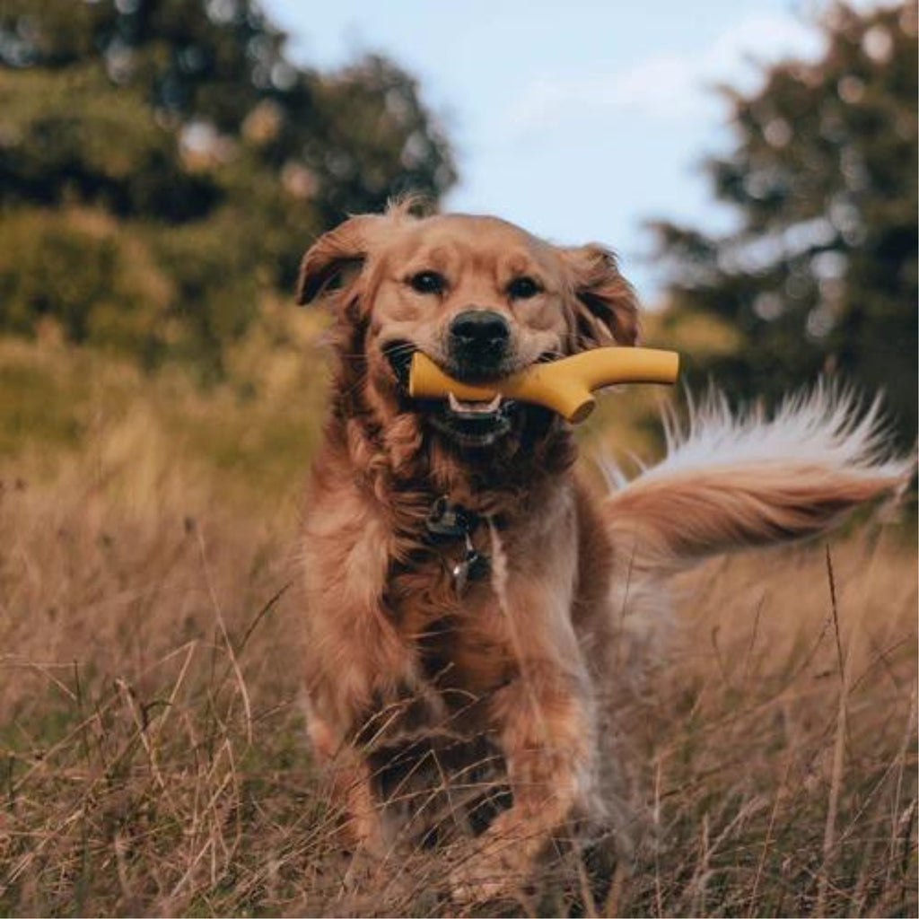 Beco Rubber Super Stick Dog Toy Yellow - The Urban Pet Store - Dog ToysBeco5060189756278
