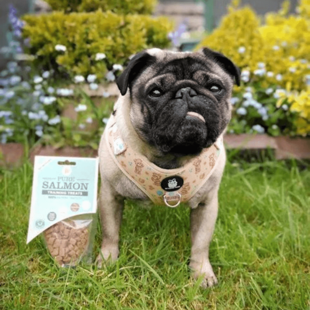 JR Pure Salmon Training Treats 85g - The Urban Pet Store - Dog TreatsJR Pet Products0634158676116