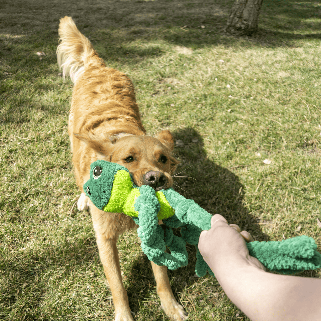 KONG Knots Frog - The Urban Pet Store - Dog ToysKONG035585499963