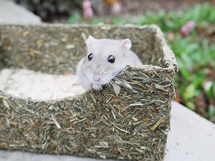 Rosewood Rollin Rodent Sand Bath - The Urban Pet Store - Small Animal Supplies