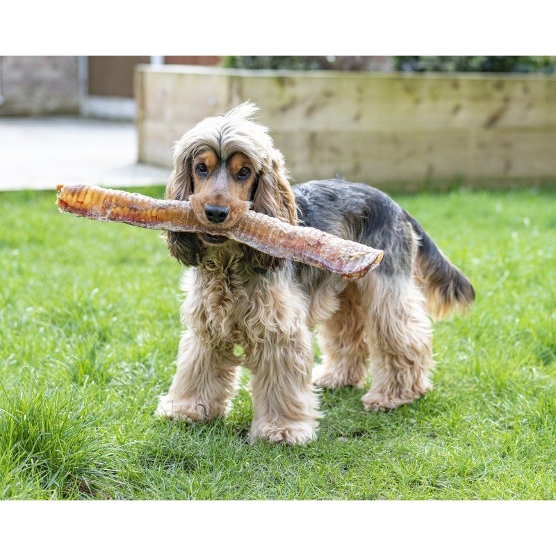 Anco Bully Tubes (Beef Trachea) - The Urban Pet Store - Dog Treats
