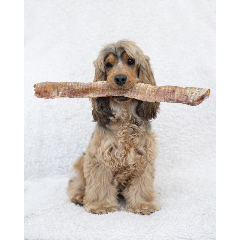 Anco Bully Tubes (Beef Trachea) - The Urban Pet Store - Dog Treats