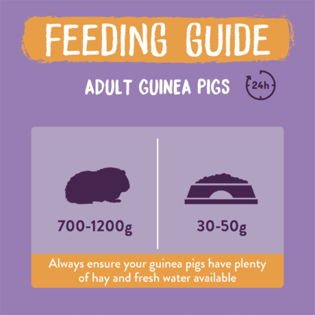 Burgess Excel Guinea Pig Nuggets with Blackcurrant & Oregano - The Urban Pet Store - Small Animal FoodBurgess5023861001769
