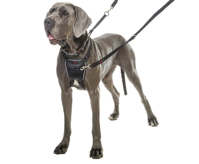 CoA HALTI No Pull Harness - The Urban Pet Store - Dog SuppliesCOA886284151207