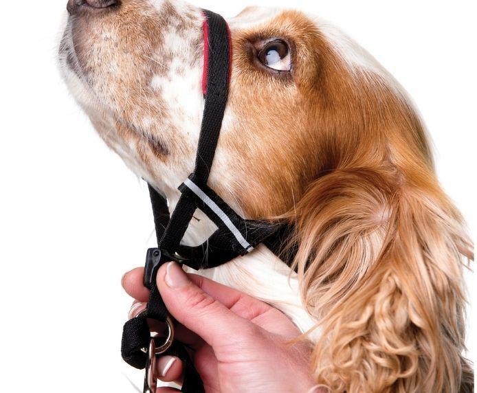 CoA Halti Optifit - The Urban Pet Store - Dog SuppliesCOA886284124201
