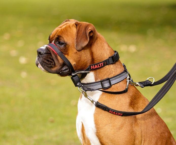 CoA Halti Optifit - The Urban Pet Store - Dog SuppliesCOA886284124201