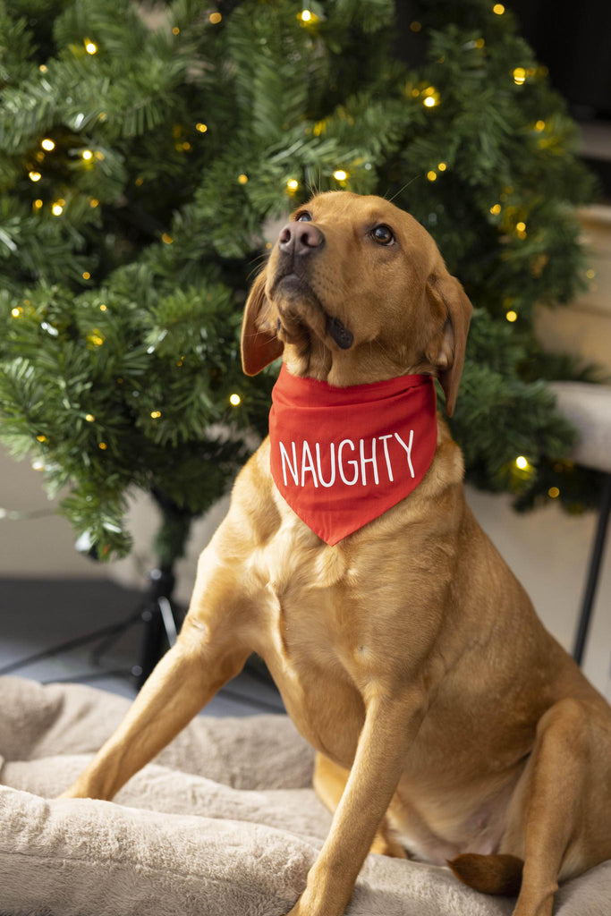 House of Paws Naughty Christmas Bandana - The Urban Pet Store - Dog Apparel