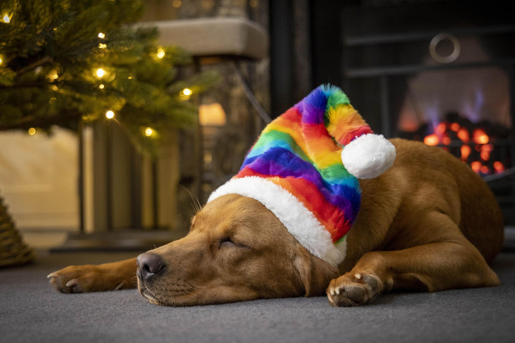House of Paws Rainbow Santa Hat - The Urban Pet Store - Dog Apparel