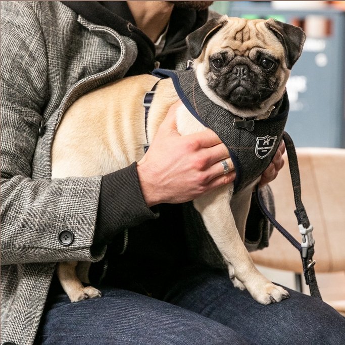 Hugo & Hudson Grey Checked Herringbone Dog Harness - The Urban Pet Store - Dog Apparel