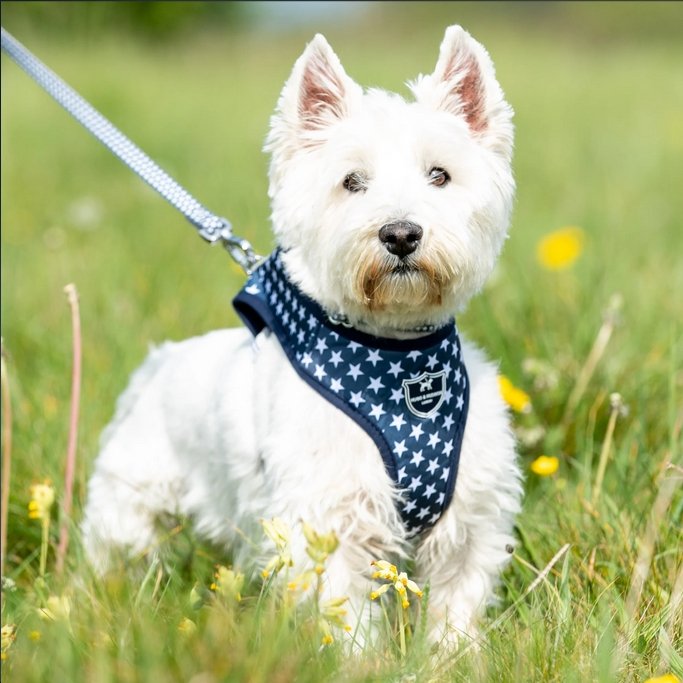 Hugo & Hudson Navy Star Dog Harness - The Urban Pet Store - Dog ApparelHugo & Hudson5056247108752