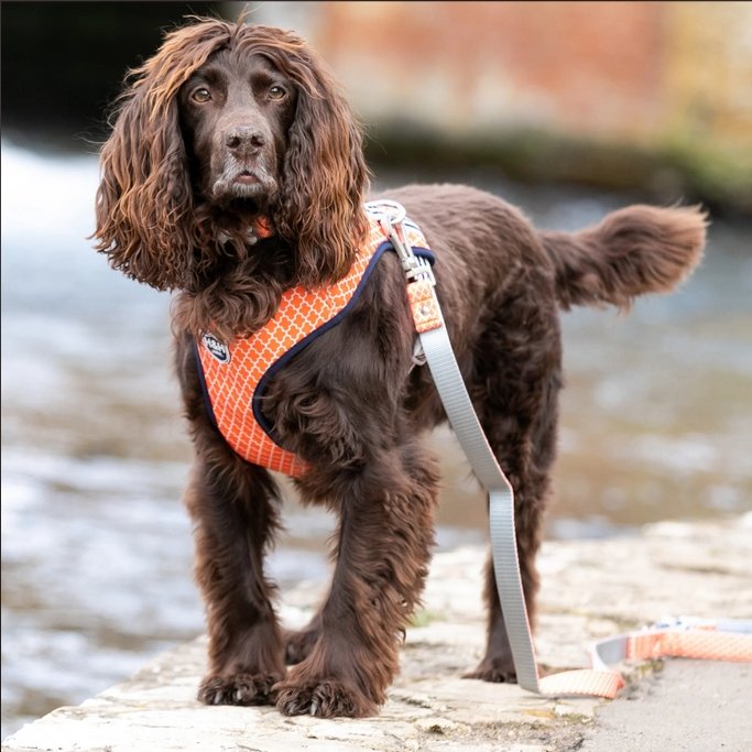 Hugo & Hudson Orange Geometric Dog Harness - The Urban Pet Store - Dog ApparelHugo & Hudson5056247108714