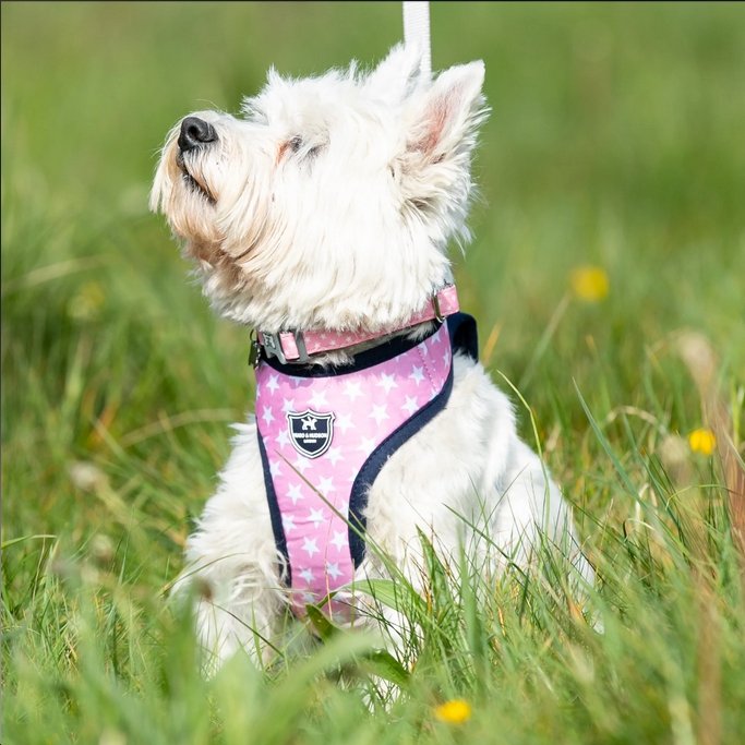 Hugo & Hudson Pink Star Dog Harness - The Urban Pet Store - Dog Apparel