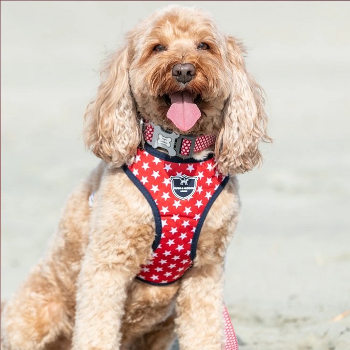 Hugo & Hudson Red Star Dog Harness - The Urban Pet Store - Dog Apparel