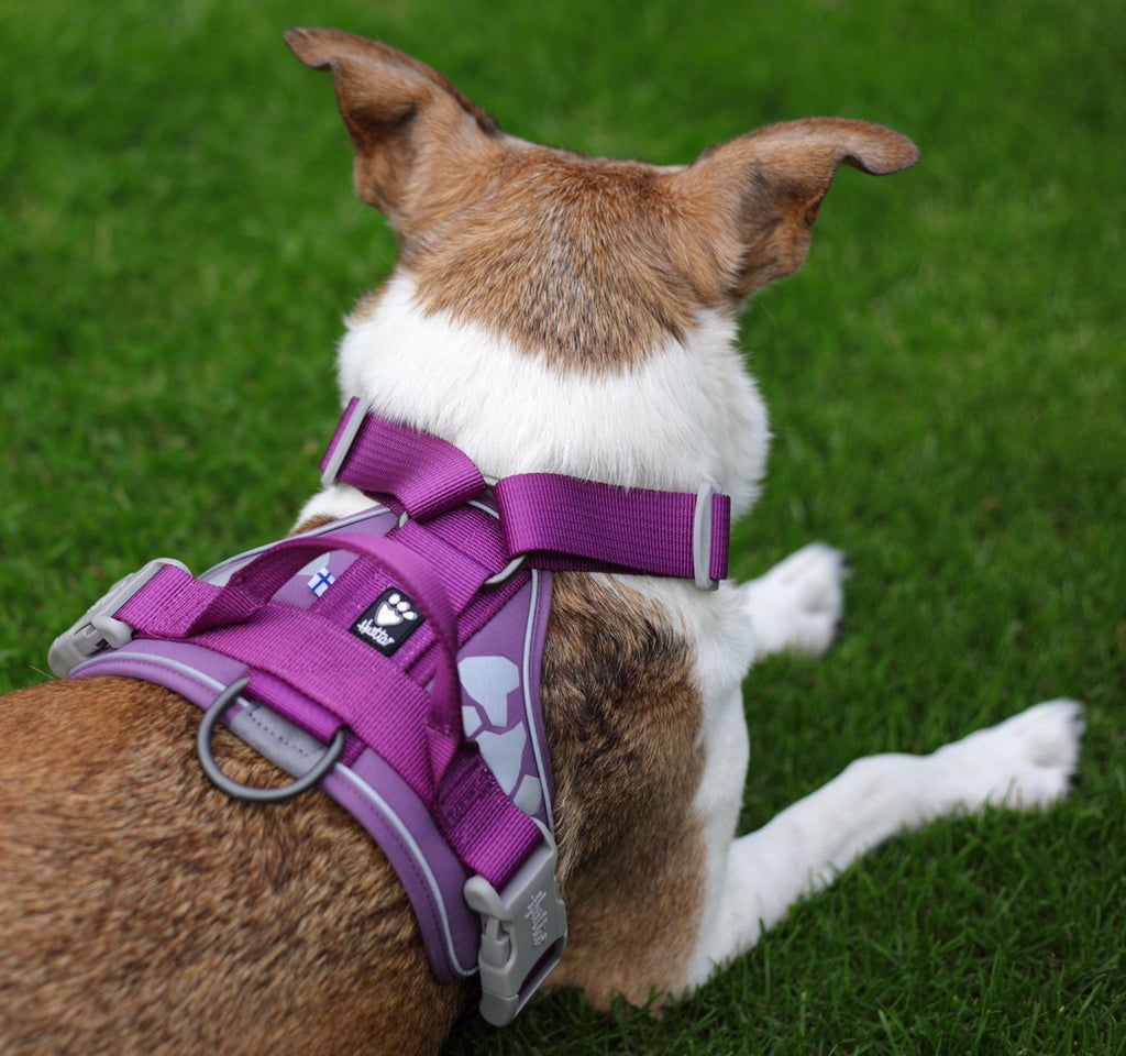 Hurtta Weekend Warrior Harness, Currant - The Urban Pet Store - Hurtta6410329334047