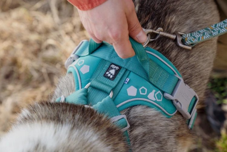 Dog leash best sale store near me