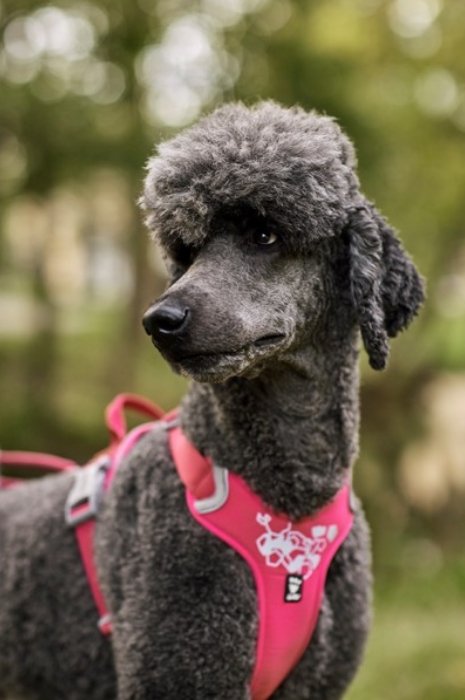 Hurtta Weekend Warrior Harness, Ruby - The Urban Pet Store - Dog Apparel