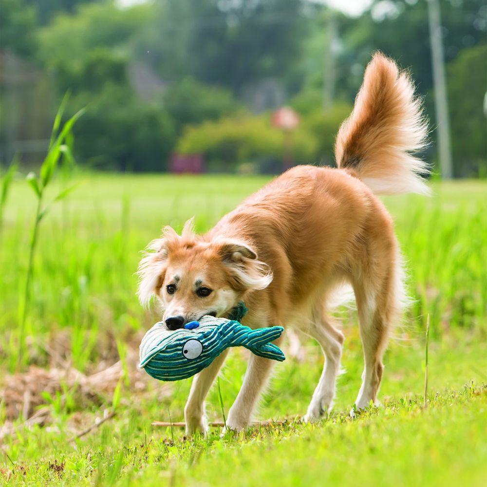 KONG Cutseseas Whale - The Urban Pet Store - Dog ToysKONG035585319094