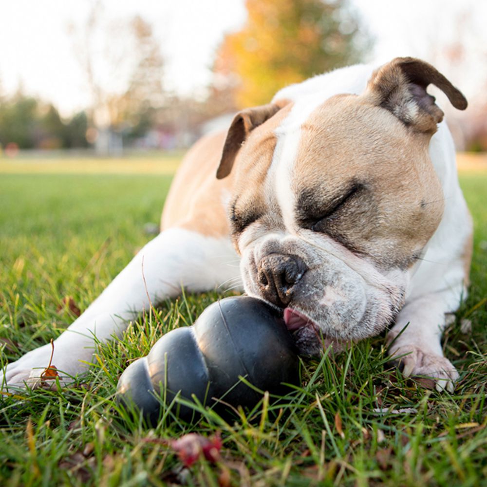 KONG Extreme Dog Toy - The Urban Pet Store - Dog ToysKONG035585111605
