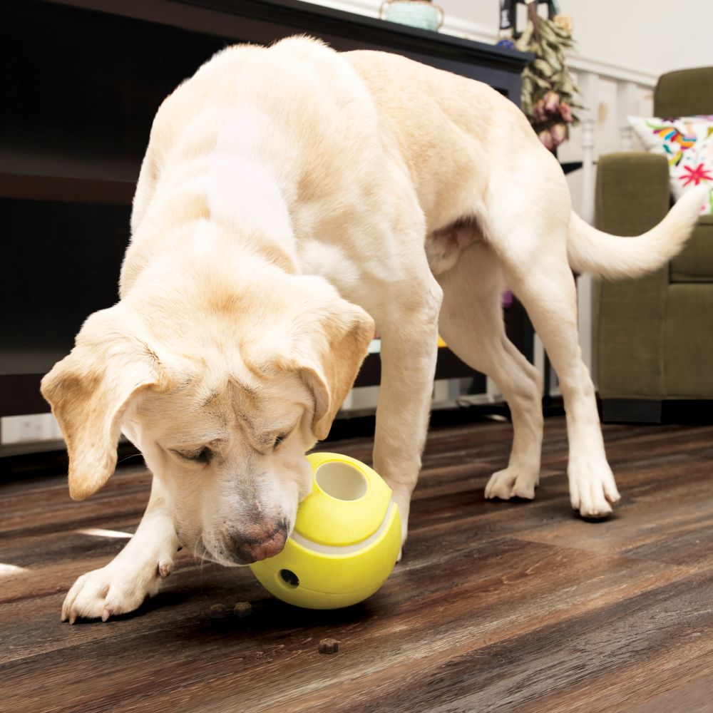 KONG Rewards Tennis Ball - The Urban Pet Store - Dog ToysKONG035585034362