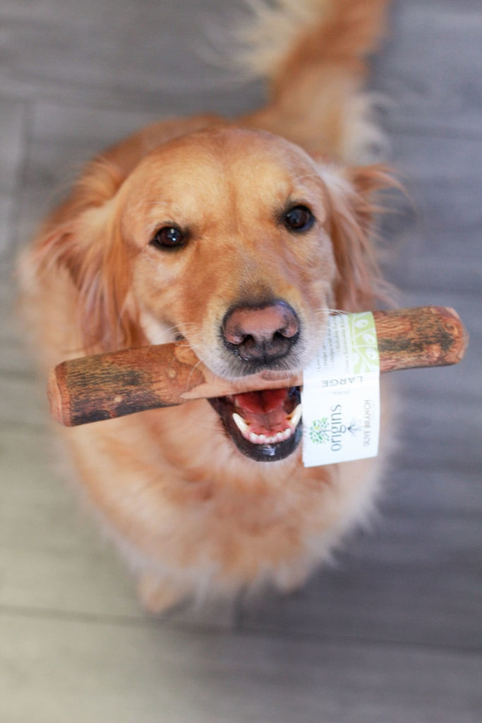 Origins Olive Branch Dog Chew - The Urban Pet Store - Dog TreatsNova0744678062839