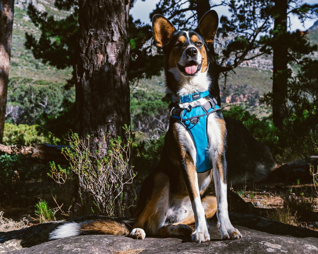 Red Dingo Padded Harness, Blue - The Urban Pet Store -