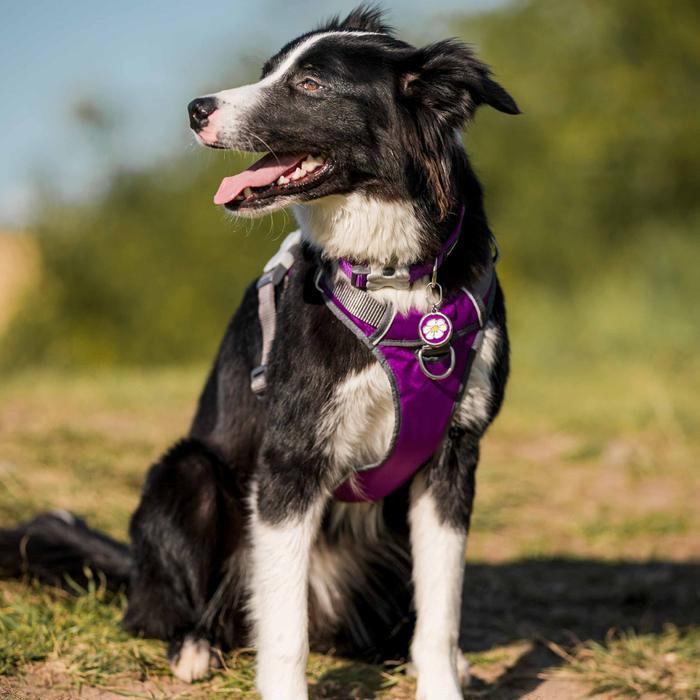 Red Dingo Padded Harness, Purple - The Urban Pet Store - Red Dingo9330725085503