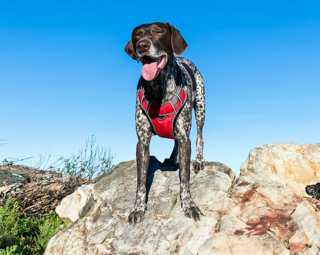 Red Dingo Padded Harness, Red - The Urban Pet Store - Pet SuppliesRed Dingo9330725078475