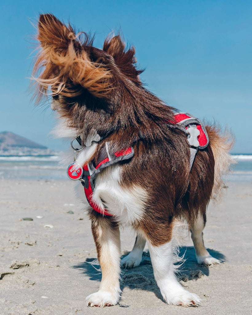 Red Dingo Padded Harness, Red - The Urban Pet Store -