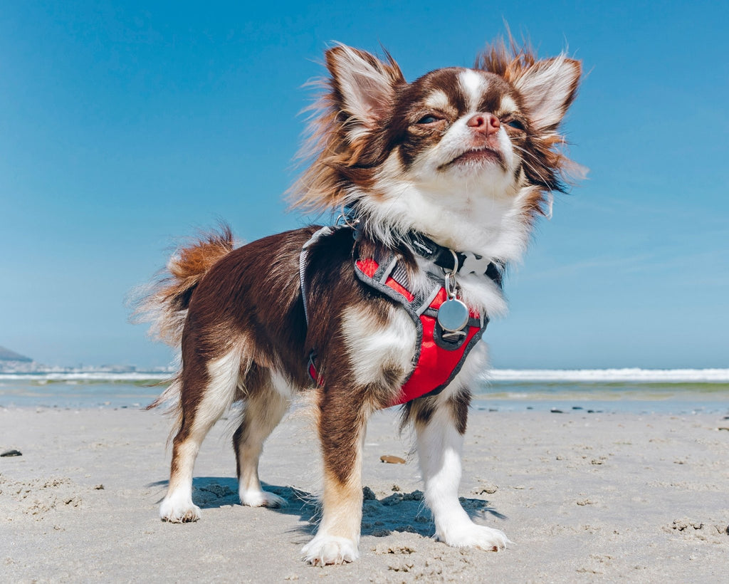 Red Dingo Padded Harness, Red - The Urban Pet Store - Pet SuppliesRed Dingo9330725078475