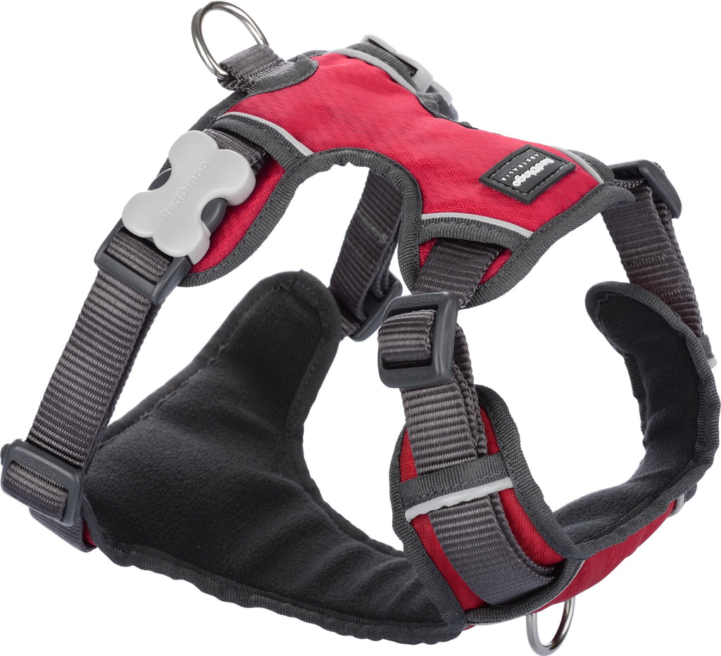 Red Dingo Padded Harness, Red - The Urban Pet Store -