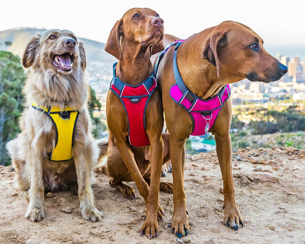 Red Dingo Padded Harness, Red - The Urban Pet Store - Pet SuppliesRed Dingo9330725078475