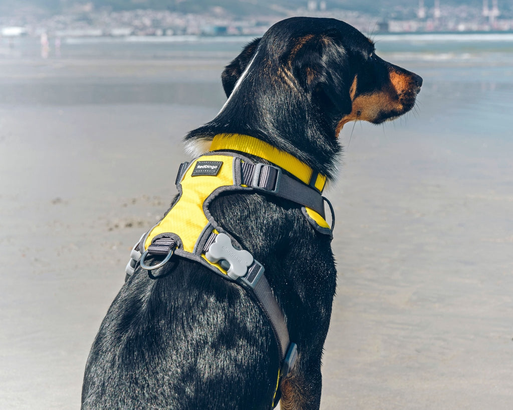 Red Dingo Padded Harness, Yellow - The Urban Pet Store -