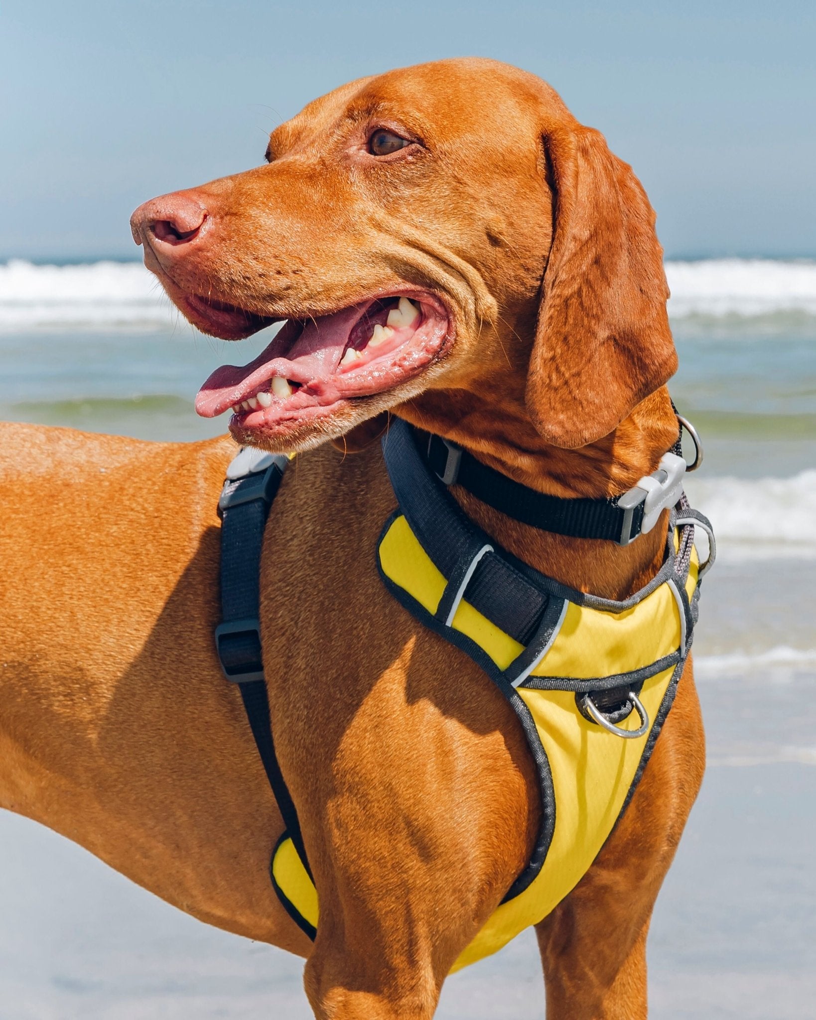 Red dingo padded dog harness hotsell