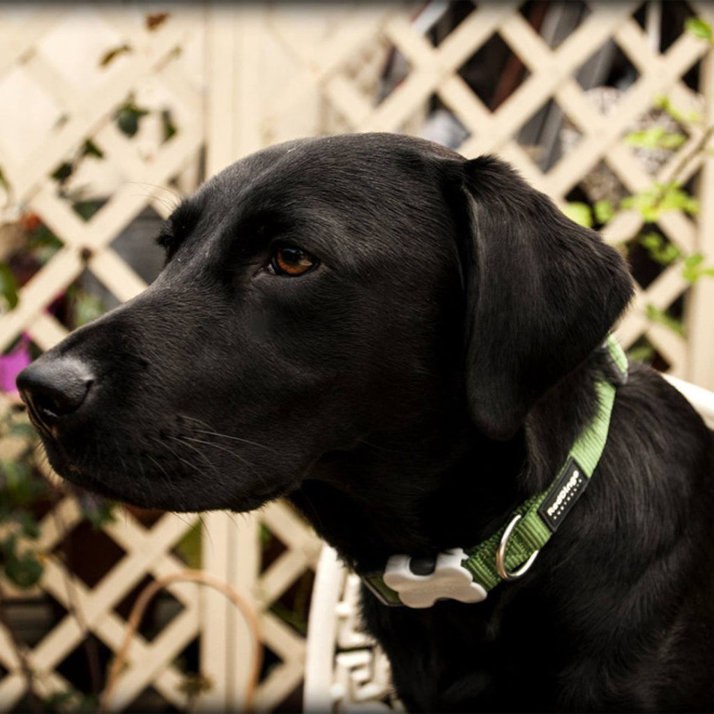 Red Dingo Plain Dog Collar, Green - The Urban Pet Store -