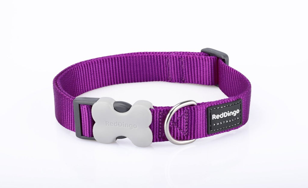Red Dingo Plain Dog Collar, Purple - The Urban Pet Store -