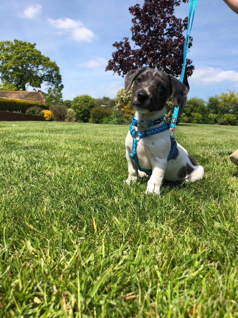 Red Dingo Puppy Kit, White Star On Turquoise (Collar, Lead & Harness) - The Urban Pet Store - Red Dingo12345678954