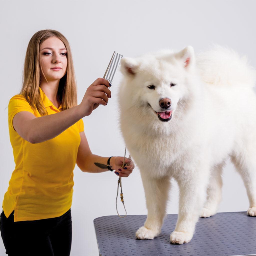 Wahl Metal Pet Comb 6' - The Urban Pet Store - Pet Grooming SuppliesWAHL5037127025758