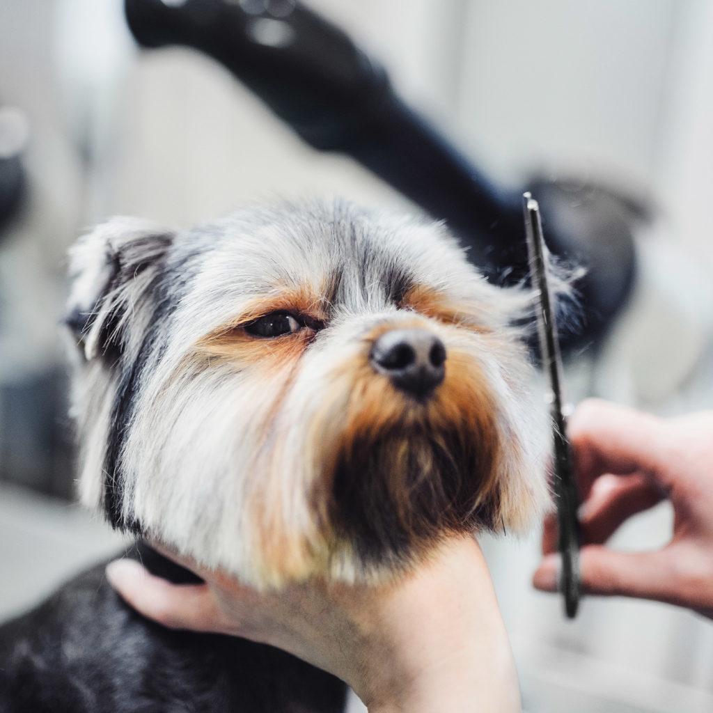 Wahl Pet Grooming Scissors with Guard - The Urban Pet Store - Pet Grooming SuppliesWAHL5037127025741